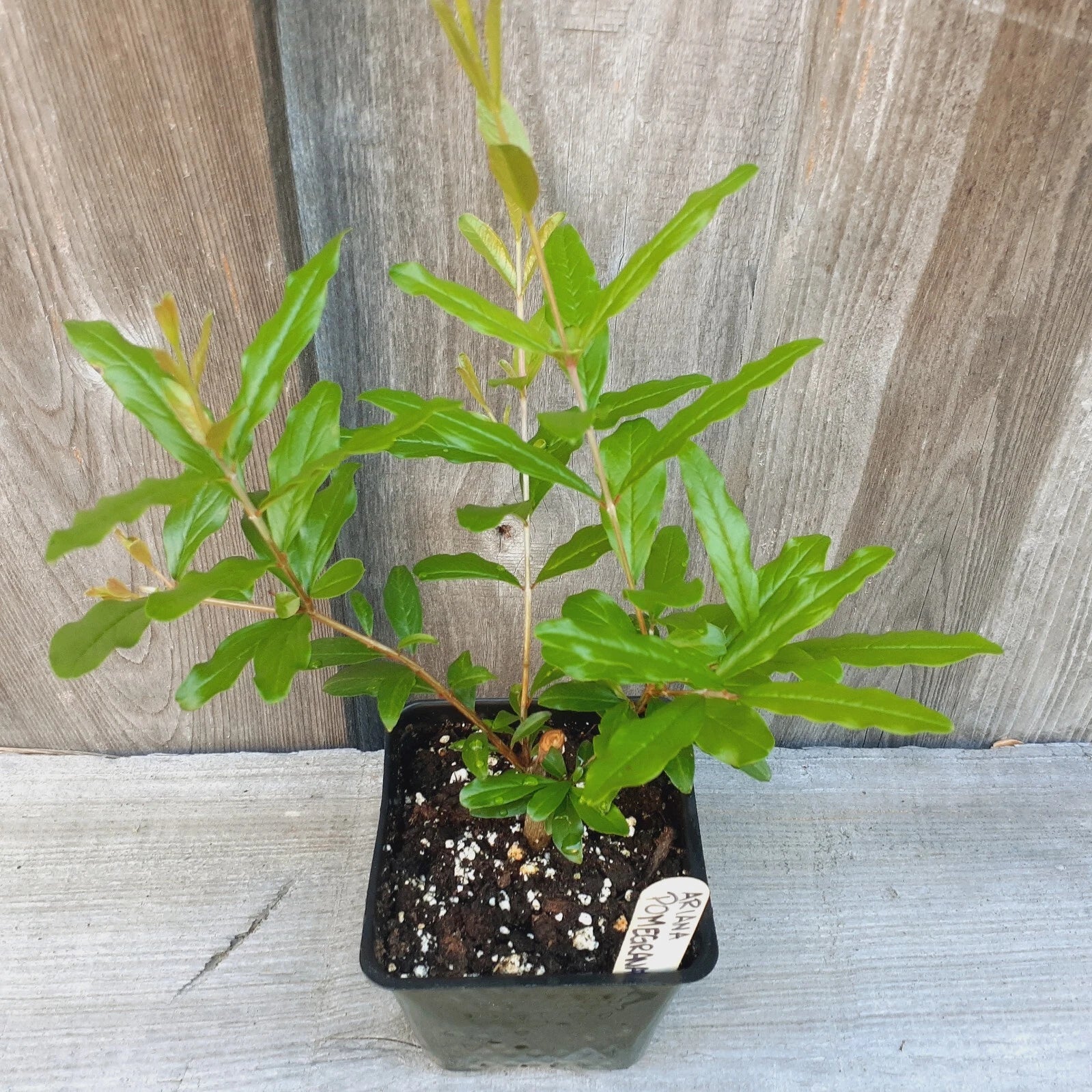 Pomegranate Fruit Tree Starter Plant 3.5" Pot Non-Dormant (Ariana) - Punica granatum, Ideal for Bonsai Cultivation