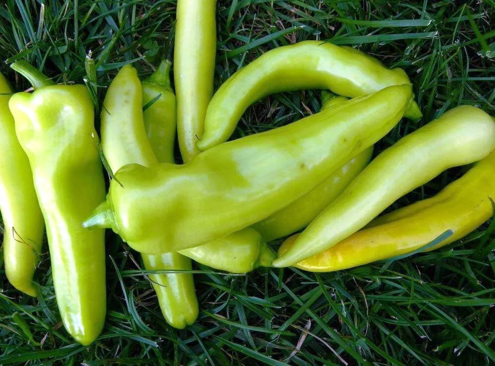 Sweet Banana Pepper Seeds - 100+ Count - Capsicum annuum - Non-GMO, Heirloom, Garden Vegetable Seeds for Planting