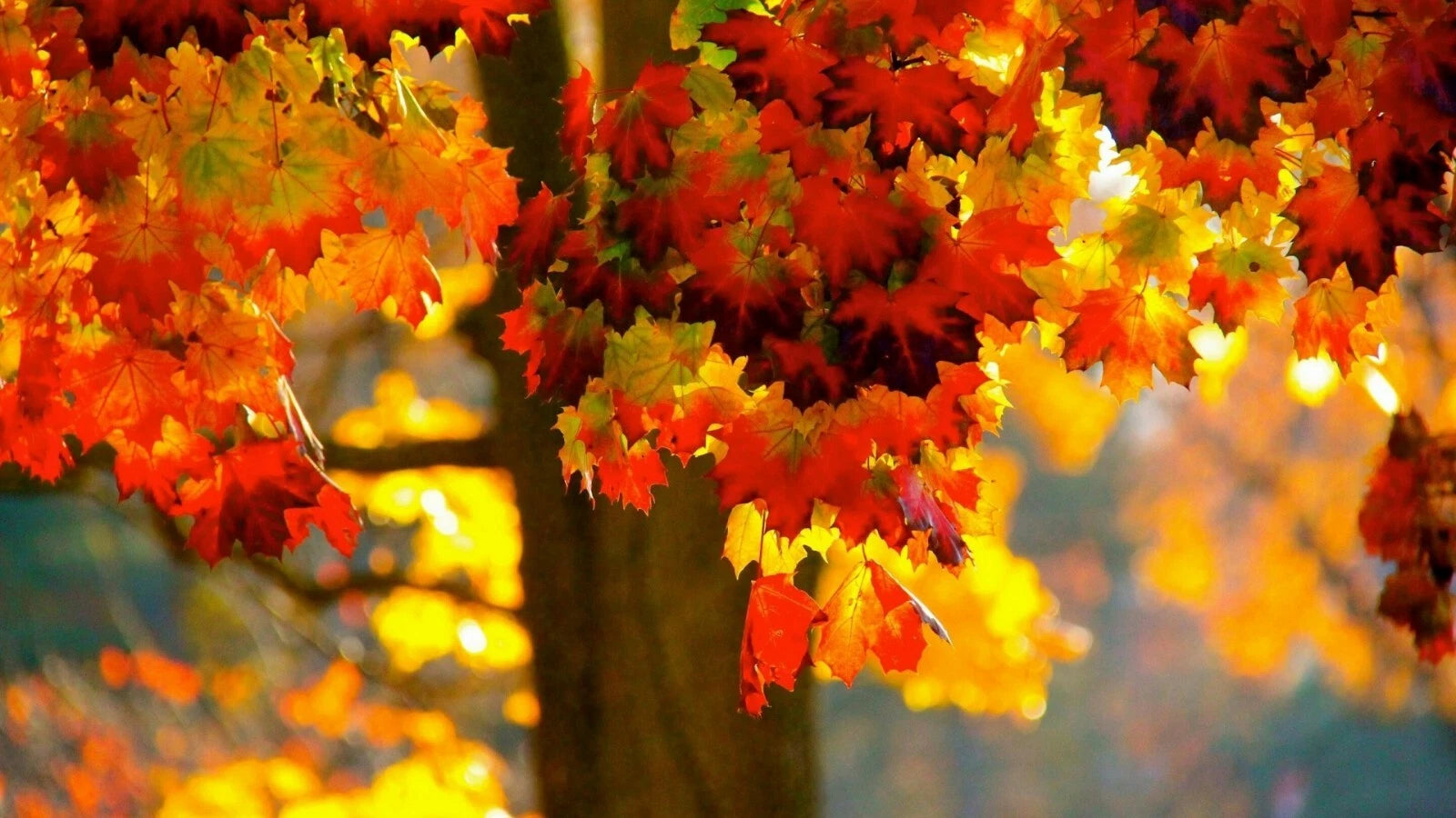 Norway Maple Tree Seeds - 20 Count - Stunning Fall Foliage - Acer platanoides