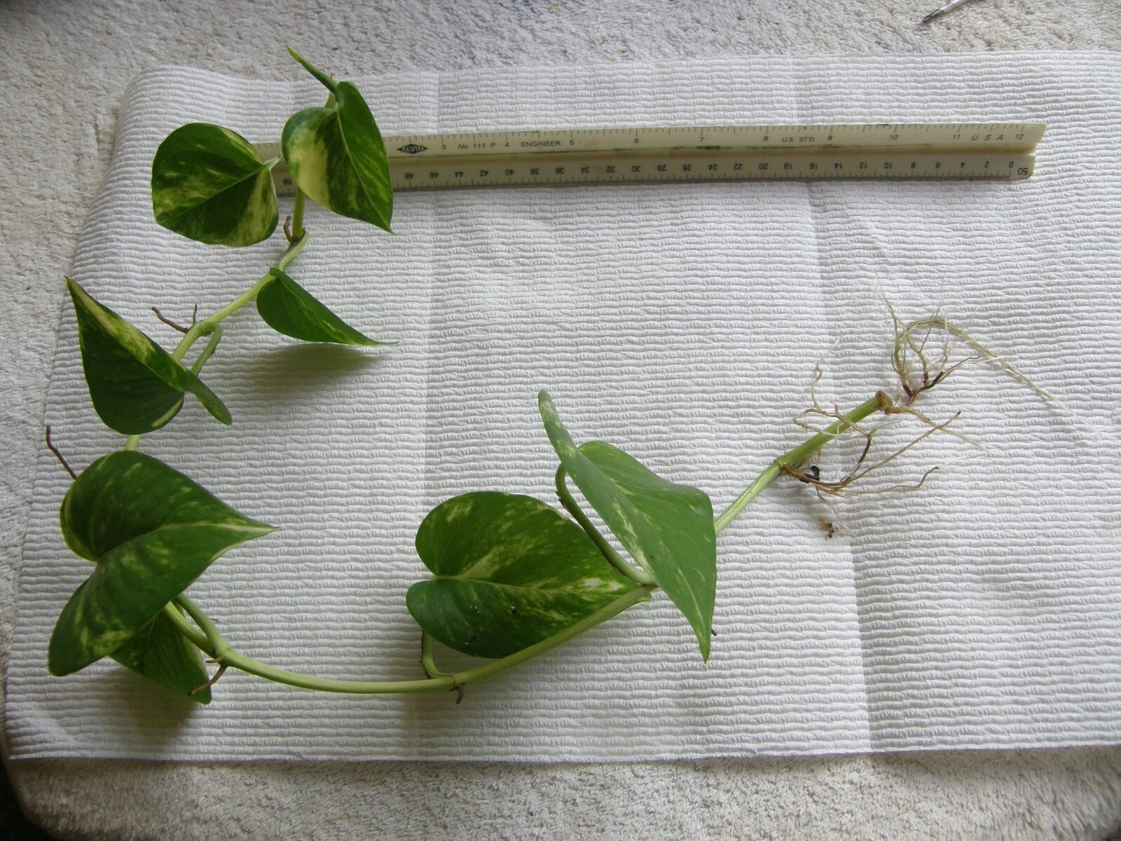 Golden Pothos Bare Root Plant - Devil's Ivy with Three 6