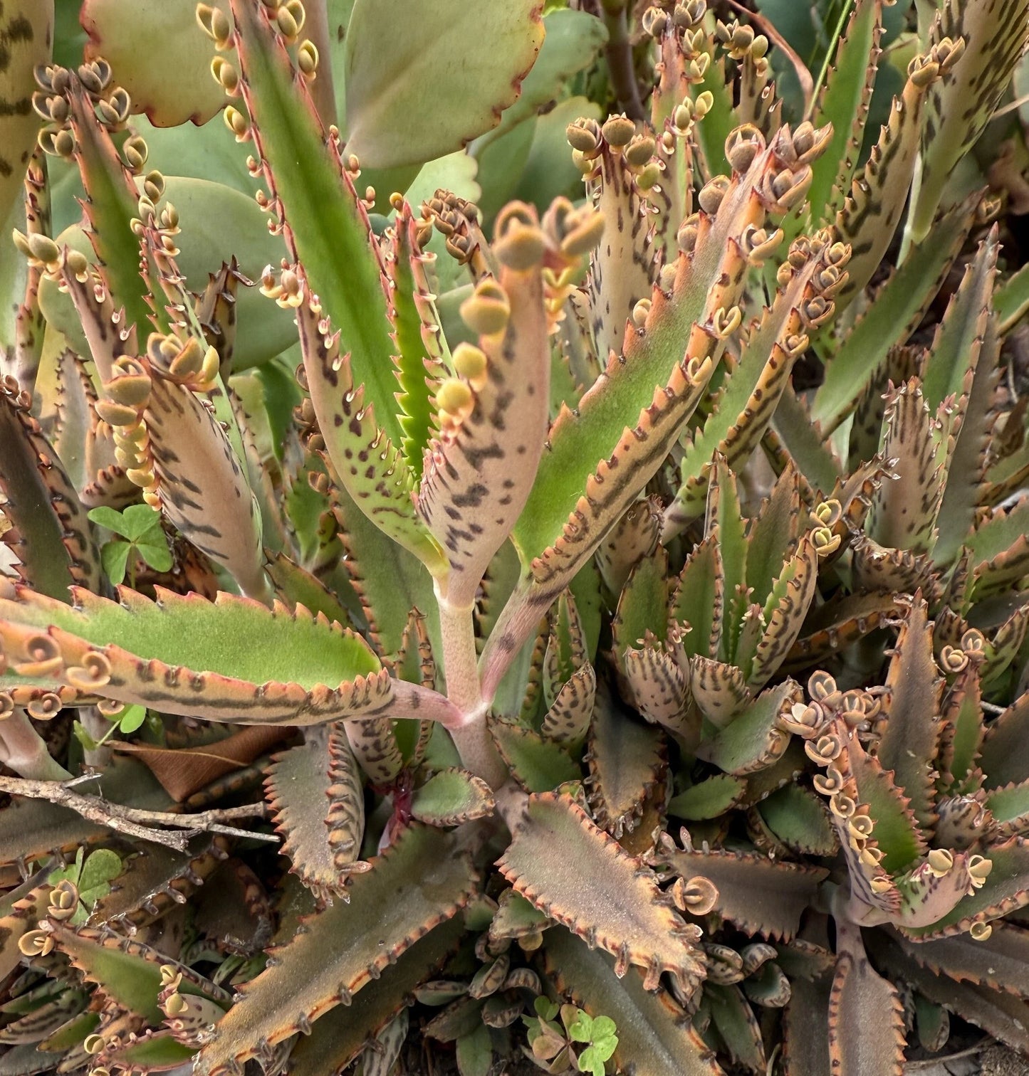 Mother of Thousands Succulent 3–5” Live Bare Root Kalanchoe daigremontiana - Easy Care Indoor Plant