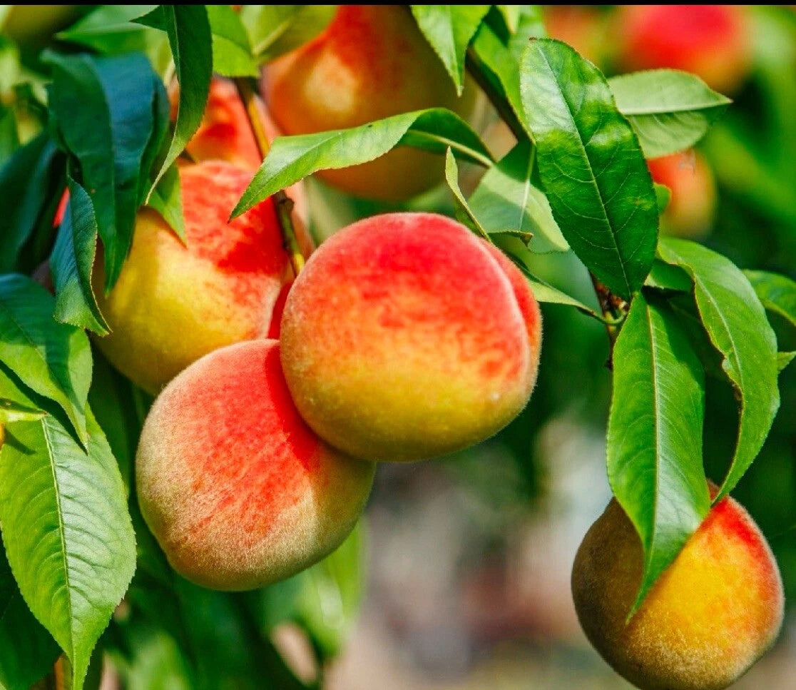 California Peach Tree Cuttings 6" Live Edible Fruit Plant Prunus Persica Sweet