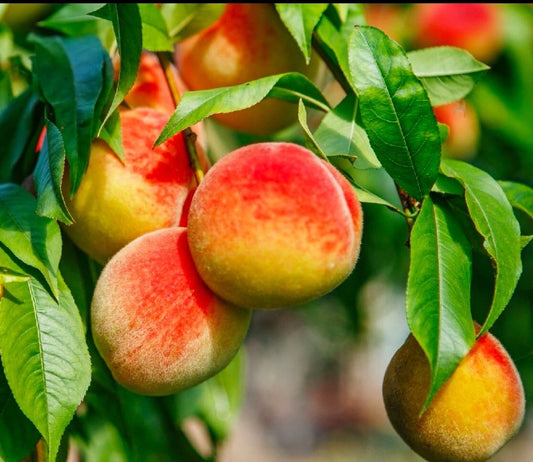 California Peach Tree Cuttings 6" Live Edible Fruit Plant Prunus Persica Sweet