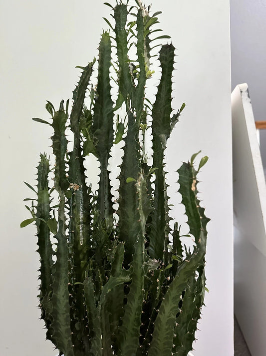 African Milk Tree Cutting - Trigona Green - Indoor Plant - Succulent Cutting - Perfect for Home Decor