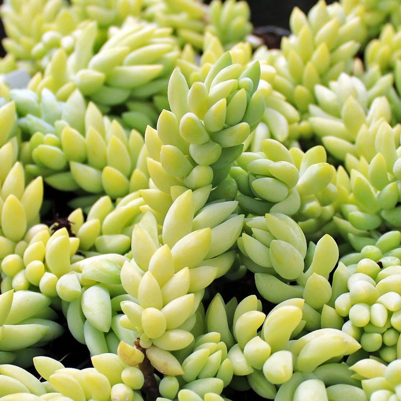 5" Donkey's Tail Succulent Cuttings - Sedum Morganianum, Burro's Tail, Easy Care Indoor Plant