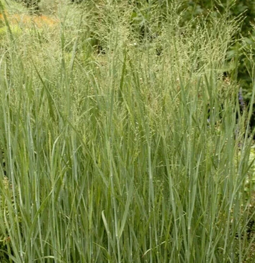Switch Grass Seeds 500+ Pack, Perennial Ornamental Grass, Panicum virgatum, US Free Shipping