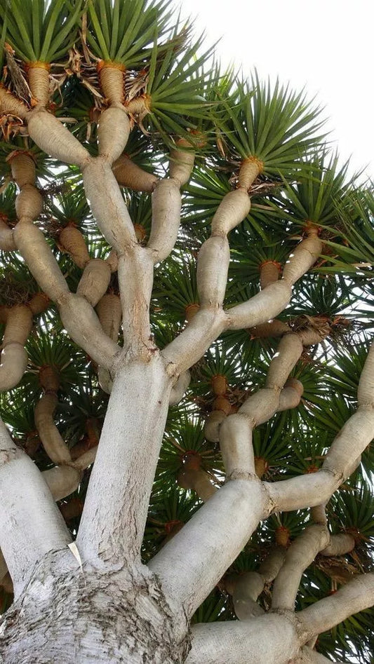 Dragon Blood Bonsai Tree Seeds - 6 Seeds - Dracaena Draco - Unique Indoor Plant for Home Gardening