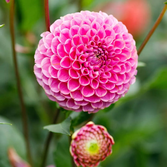 25 Dahlia Seeds - Franz Kafka Variety - Perennial Flower Seeds for Vibrant Blooms - Garden Planting 1113