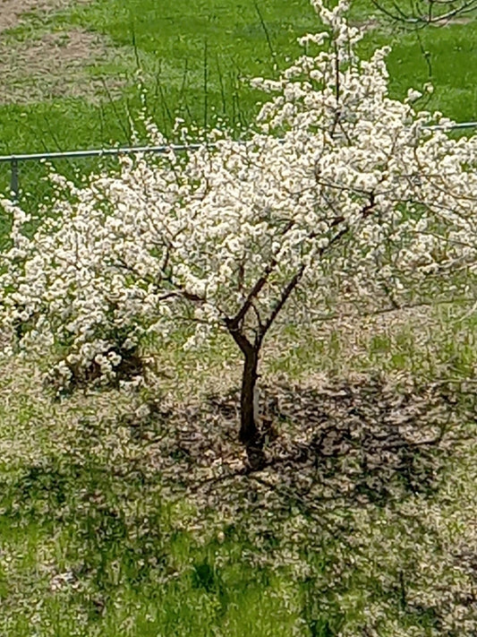 Live Small Plum Tree - Dwarf Variety - Perfect for USA Gardens - Prunus domestica