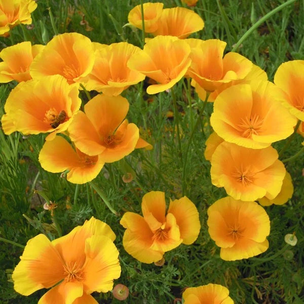 California Golden West Poppy Seeds - 200+ Pack - Papaver californicum - Ideal for Garden Planting - USA Grown