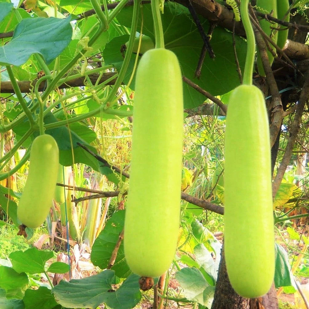 Calabash Bottle Gourd Seeds - 10+ Count - Lauki Dudhi Long - Ideal for 2025 Planting - Cucurbita maxima