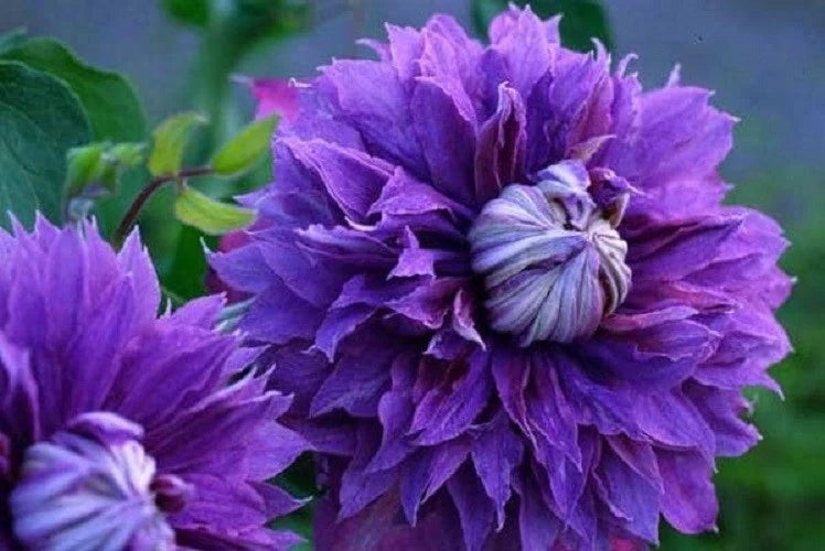 25 Double Purple Clematis Seeds | Perennial Flower Seeds | Clematis × jackmanii