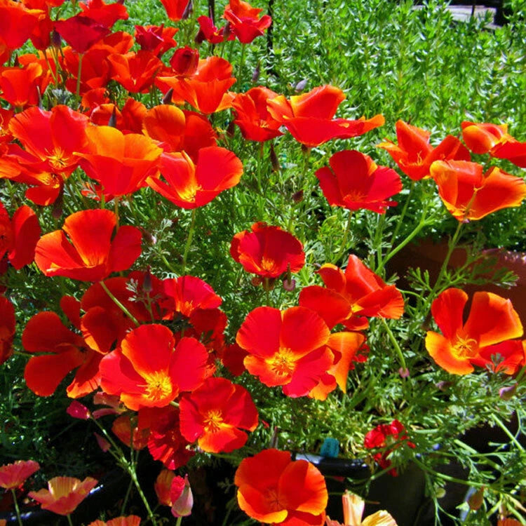 California Poppy Seeds - Red Chief Variety - Non-GMO - Flower Seeds - Papaver californicum
