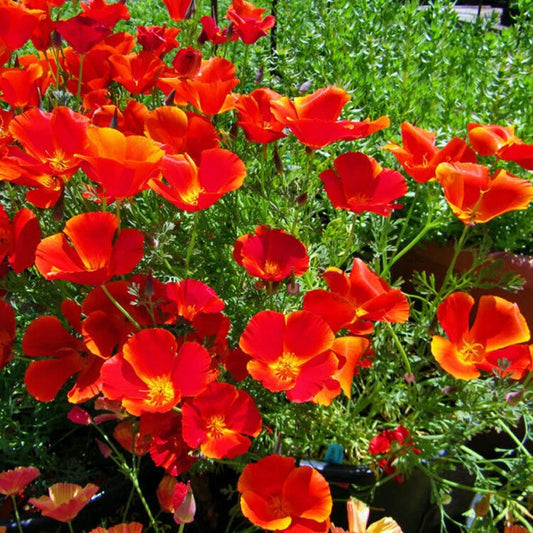 California Poppy Seeds - Red Chief Variety - Non-GMO - Flower Seeds - Papaver californicum