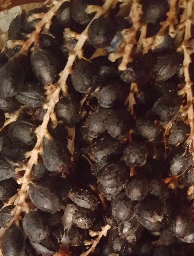 50+ Seeds California Fan Palm, Washingtonia Filifera, Fresh 2024 Seeds for Planting