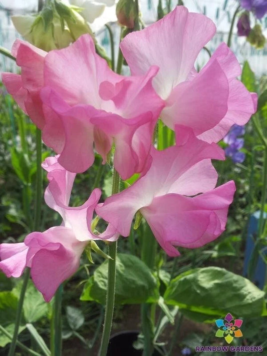 Aunt Jane Sweet Pea Seeds - 50+ Pack for Garden Planting - Lathyrus odoratus - USA Grown - Non-GMO