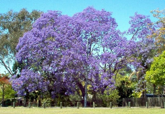 50 Seeds Jacaranda Mimosifolia Tree - Blue Flowering - GroCo USA - Free Shipping on 15 Packs