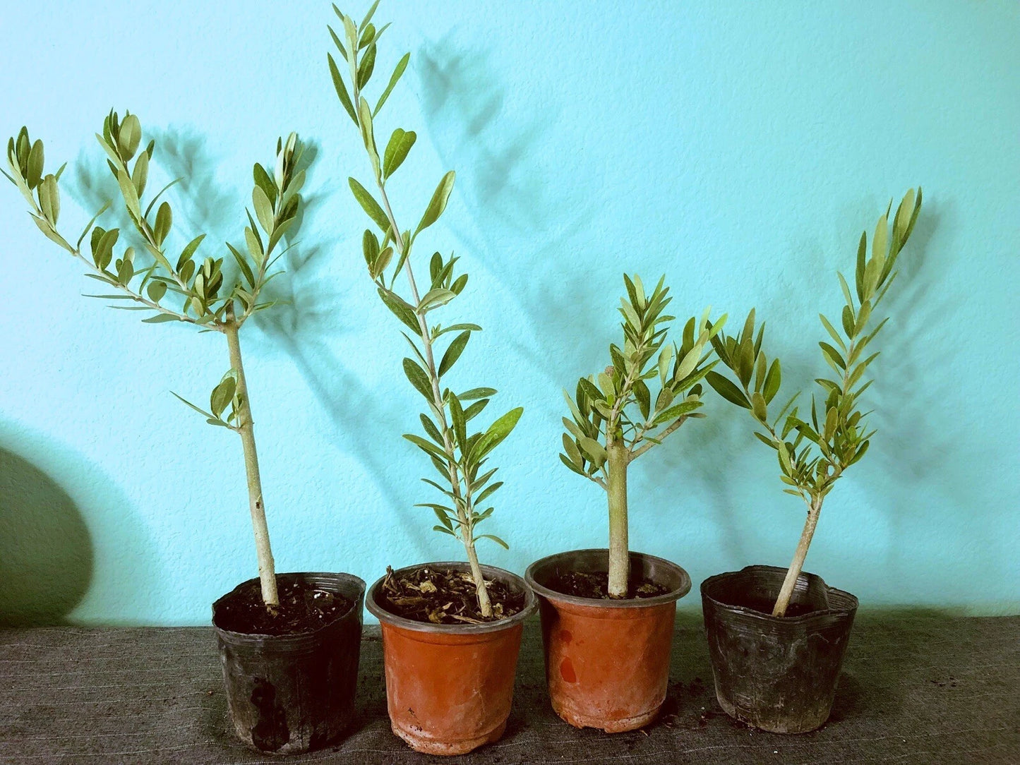 Olive Tree Live Plants - 6 to 12in Fully Rooted Cuttings - Olea Europaea - Ideal for Indoor or Outdoor Gardens