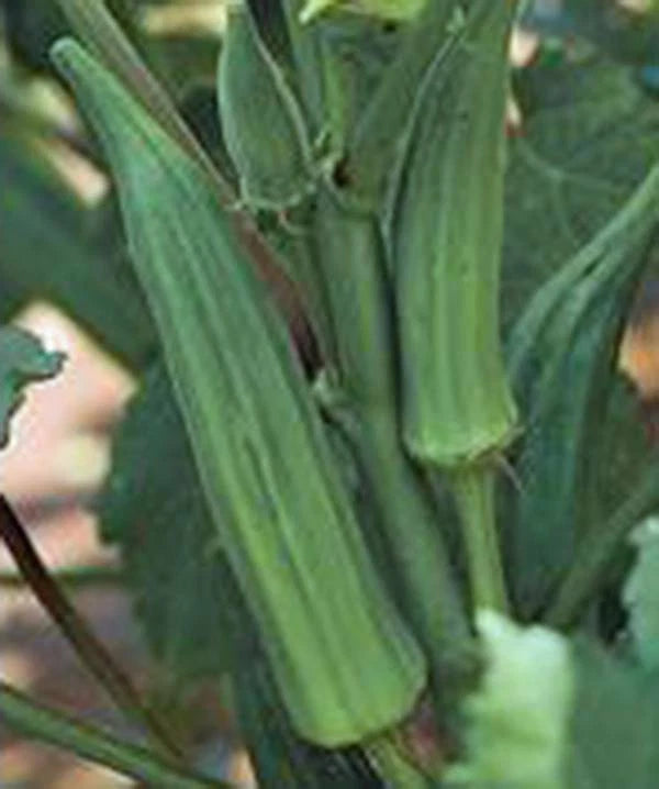 Okra Seed, 25+ Seeds, Emerald Heirloom, Non-GMO, Garden Okra (Abelmoschus esculentus)