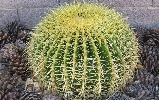 Golden Barrel Cactus Seeds - 100+ Premium Echinocactus grusonii for Planting and Gardening