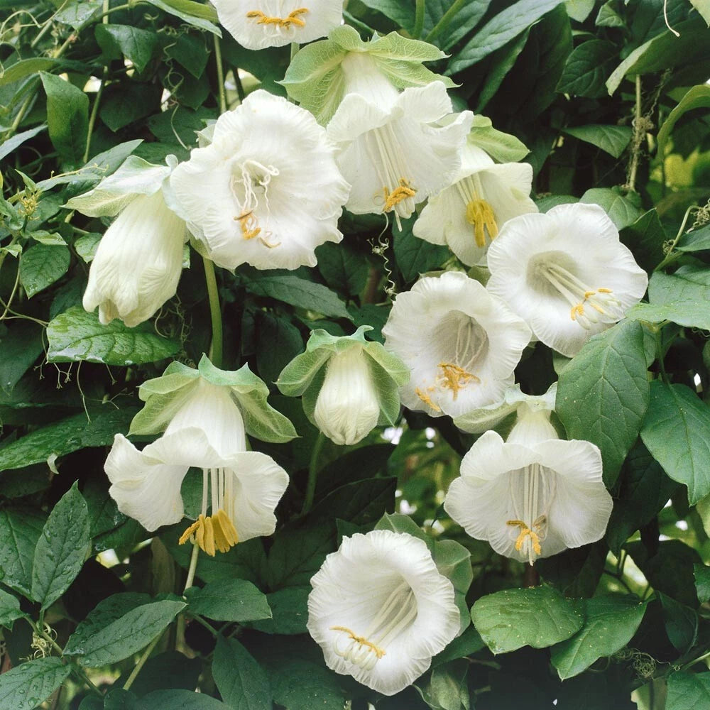Brugmansia Suaveolens Seeds - 10 White Flower Angel's Trumpet Seeds - Exotic Tropical Plant
