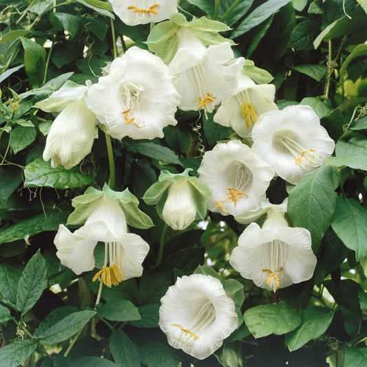 Brugmansia Suaveolens Seeds - 10 White Flower Angel's Trumpet Seeds - Exotic Tropical Plant