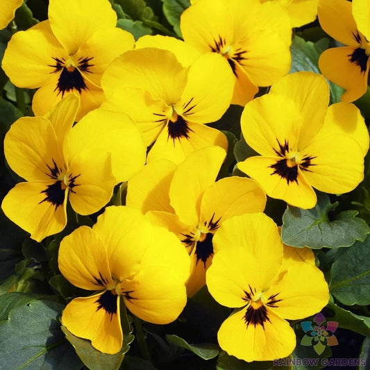 200+ Penny Yellow Pansy Seeds for Garden Planting, Viola x wittrockiana, USA Grown, Free Shipping