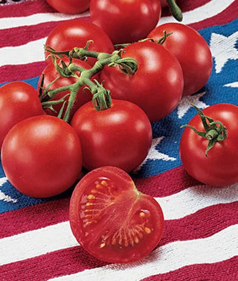 42 Day Tomato Seeds - Heirloom Variety - Fastest to Ripen - Over 120 Seeds - Perfect for Home Gardening