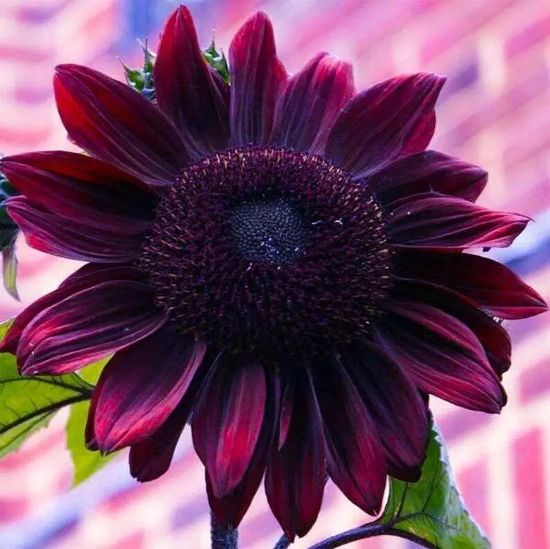 Chocolate Cherry Sunflower Seeds - 25 Perennial Flower Seeds - Helianthus annuus