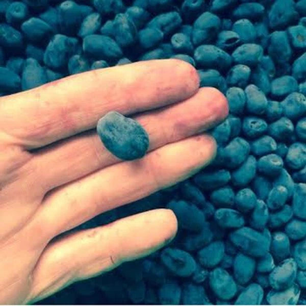 Indigo Gem Honeyberry Plant - 1 Rooted Starter Edible Shrub, Lonicera caerulea, Zones 2-8, 5-6 Feet Tall, Chemical-Free