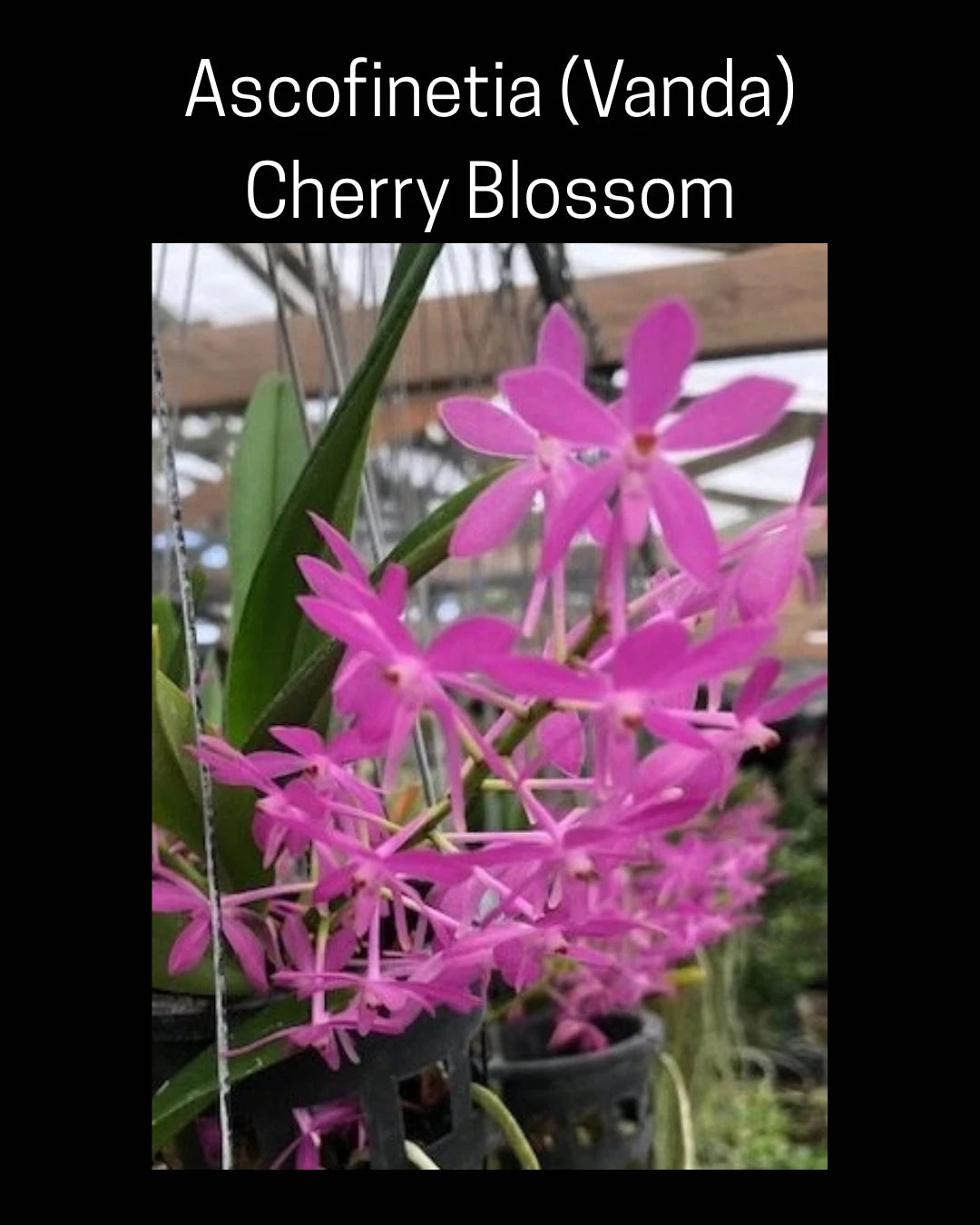 Ascofinetia Cherry Blossom Orchid in 3" Pot, Fragrant Vanda, Fresh NBS, Quick Ship