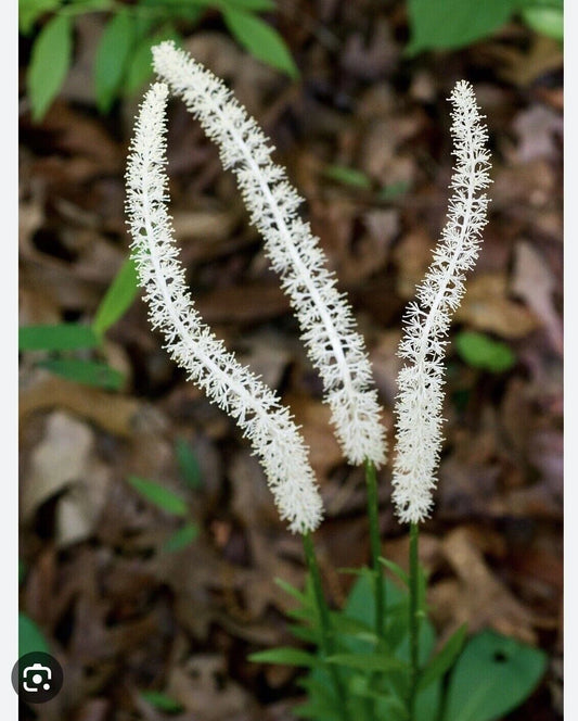 False Unicorn Roots Bareroot 10-Pack Chamaelirium Luteum Native Medicinal Wildflower for Shade Garden