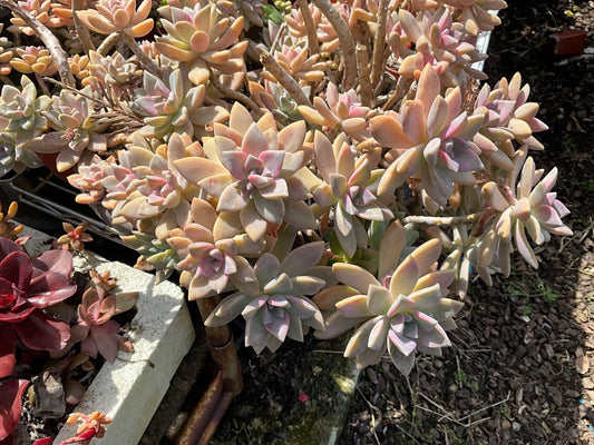 Graptopetalum Paraguayense Ghost Plant Succulent Cuttings - 3 Healthy Cuttings for Propagation