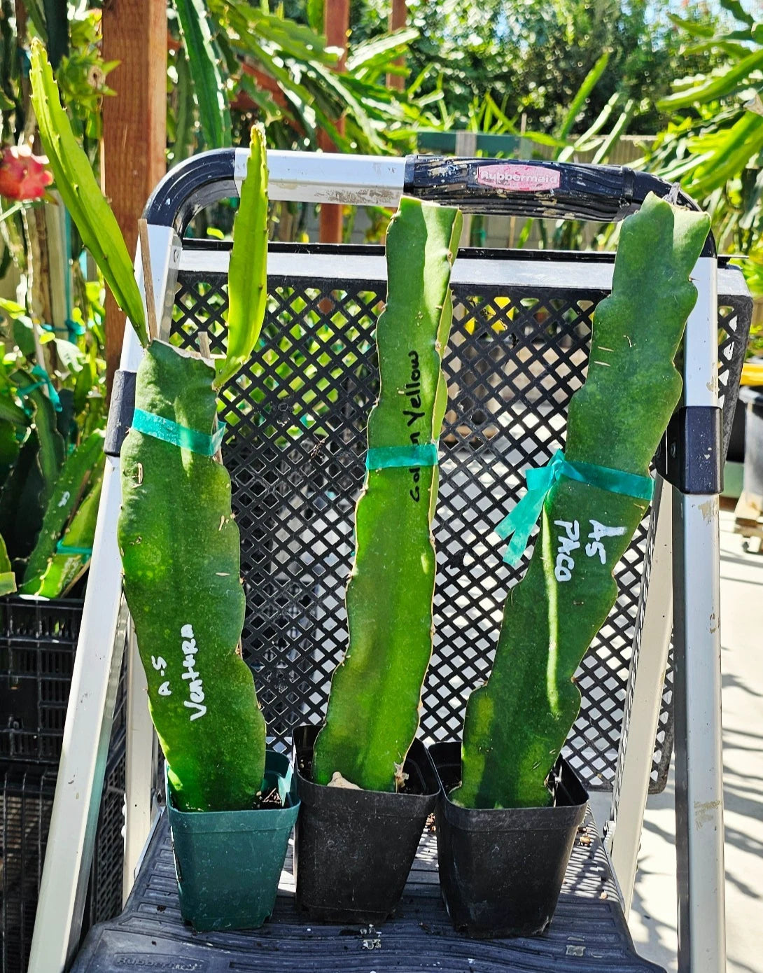 Rooted Dragon Fruit Cuttings - 12 to 16 Inches Long - 20+ Varieties - Hylocereus spp.