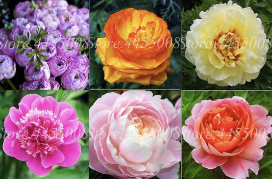 20 Peony Flower Seeds | Rare Exotic Bloom | Garden Plant | Paeonia spp.