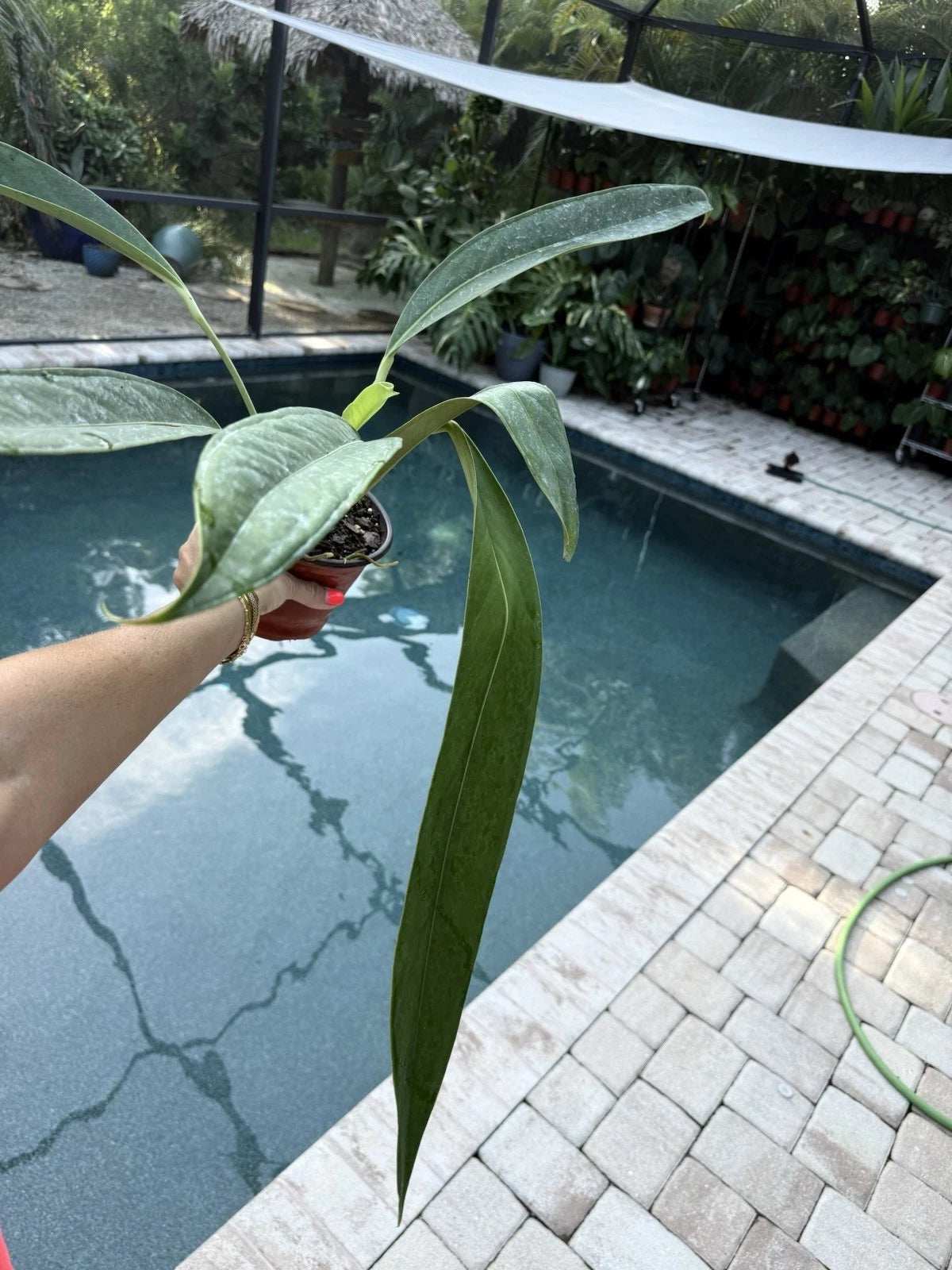 Anthurium Decurrens Plant - Tropical Green Foliage, Live Houseplant, Free Shipping