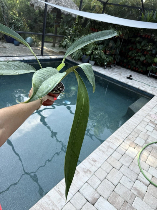 Anthurium Decurrens Plant - Tropical Green Foliage, Live Houseplant, Free Shipping