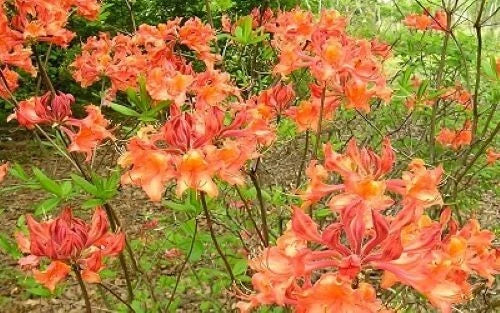 Aromi Azalea Starter Plant - Mauvila Gold - Rhododendron Deciduous - Small