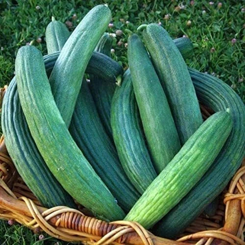 Armenian Dark Green Cucumber Seeds | Heirloom Non-GMO | Organic Vegetable Seeds | Cucumis melo