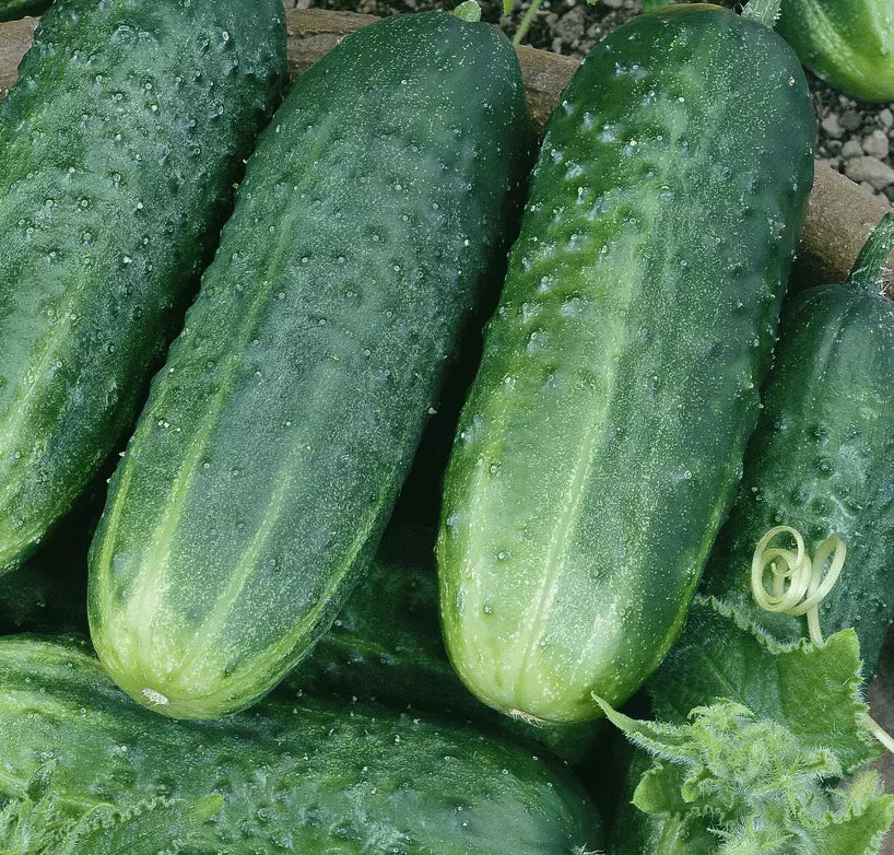 Carolina Cucumber Seeds 50+ Pack Culinary Pickling Vegetables Cucumis sativus