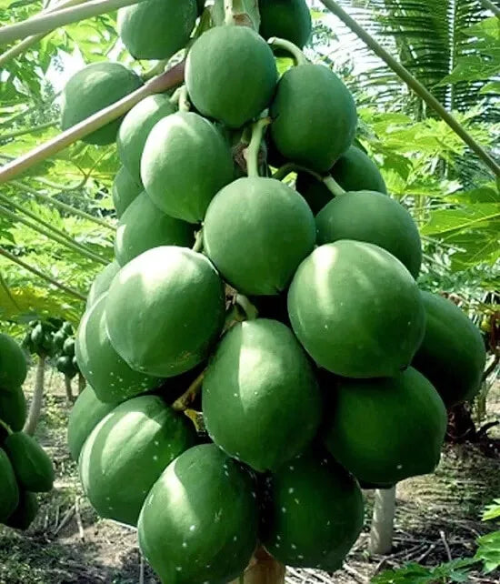25+ Kamiya Papaya Seeds for Gardening - Tropical Fruit Seeds - Carica papaya - Fast Shipping USA