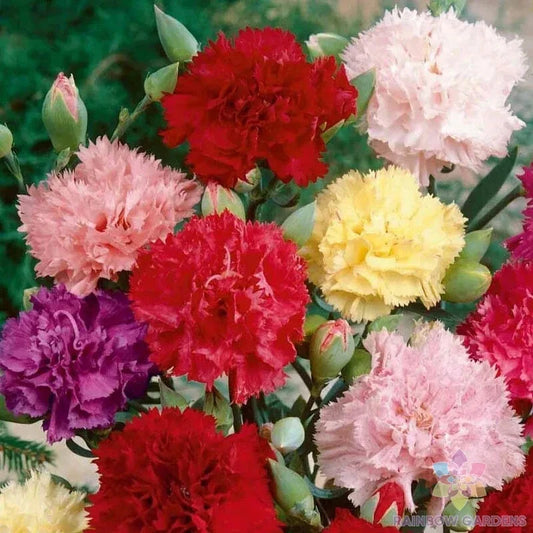 Chabaud Mix Carnation Seeds - 200+ Count for Garden Planting - Dianthus caryophyllus - USA