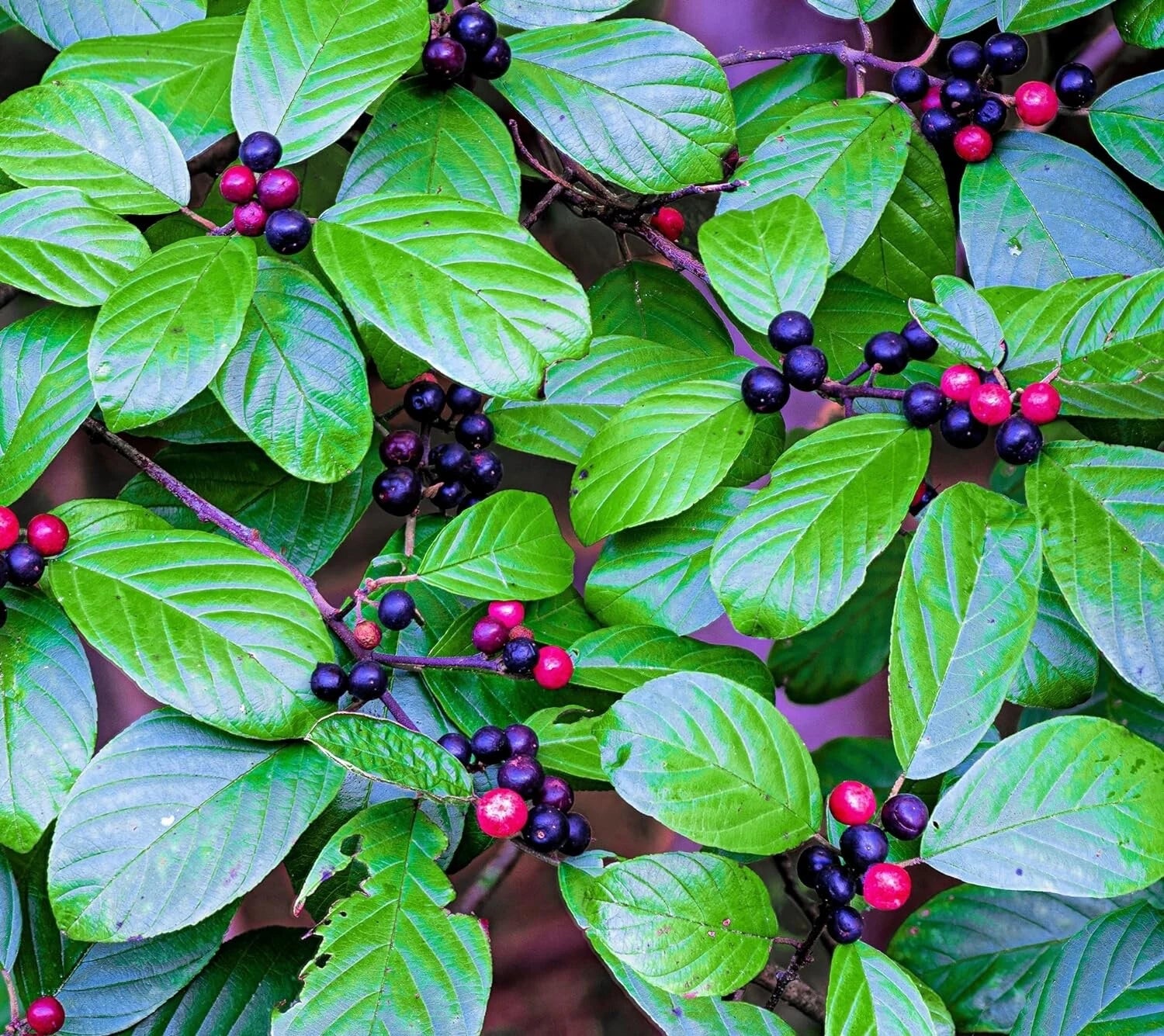 Carolina Buckthorn Seeds - 15 Pack - Indian Cherry - Rhamnus caroliniana for Planting