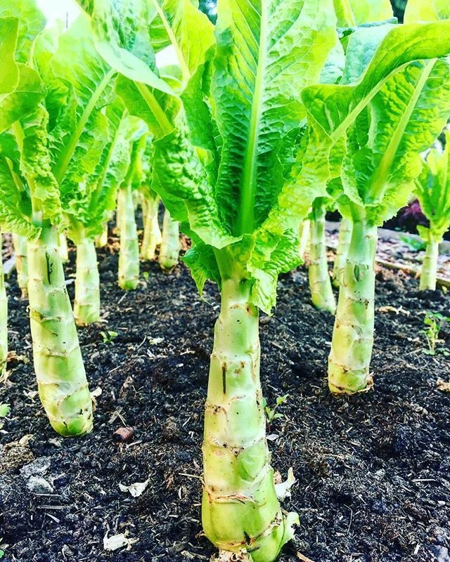 Chinese Lettuce Seeds - 50+ Seeds, Asparagus Celery Variety, Woju Wosum (Celttuce) - USA Grown