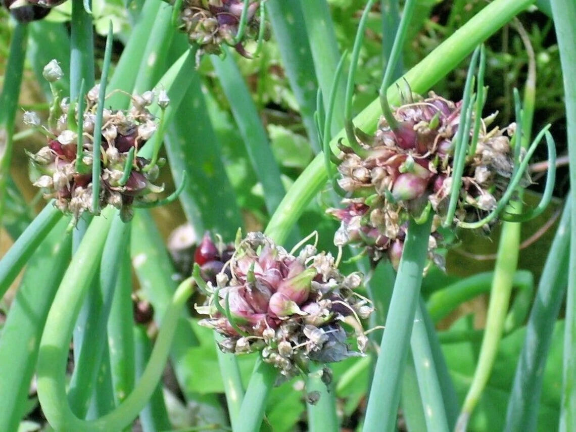 Egyptian Walking Onion Live Starter Plant - Allium x proliferum - Perennial Vegetable - Top-Set Onion - Garden Ready