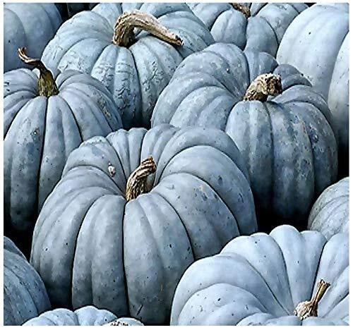 Jarrahdale Blue Pumpkin Seeds | 20 Seeds | Cucurbita Maxima | 6-10 lbs.
