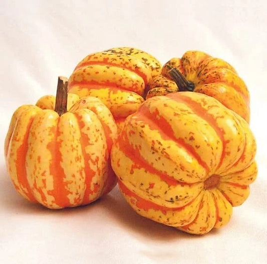 Celebration Squash Seeds (10 Seeds) - Exotic Pumpkin Variety for Planting, Cucurbita pepo