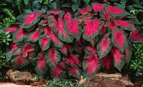 Caladium Bulbs (6 Pack) - Buck Variety - Colorful Foliage for Shady Gardens - Perennial Hosta