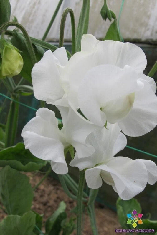 Mary Priestley Sweet Pea Seeds - 50+ Heirloom Seeds for Garden Planting - Lathyrus odoratus - USA
