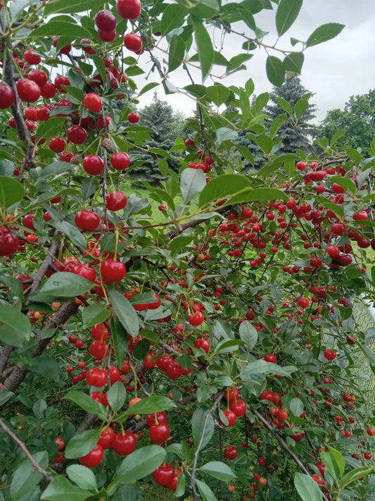 Bare Root Red Vine Cherry Tree, Organic Edible Fruit & Leaves, Prunus cerasus